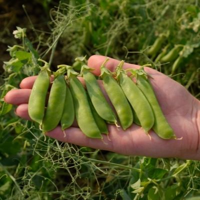 13 Fast Growing Seeds for Classroom Gardening Projects - A Tutor