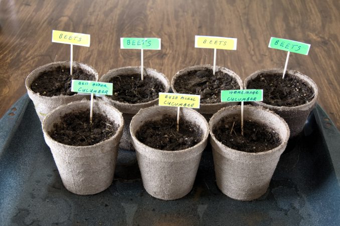13 Growing Seeds for Classroom Gardening Projects - A Tutor