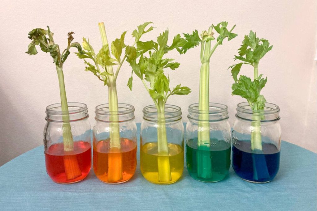 7 Water Science Experiments for Preschoolers - A Tutor