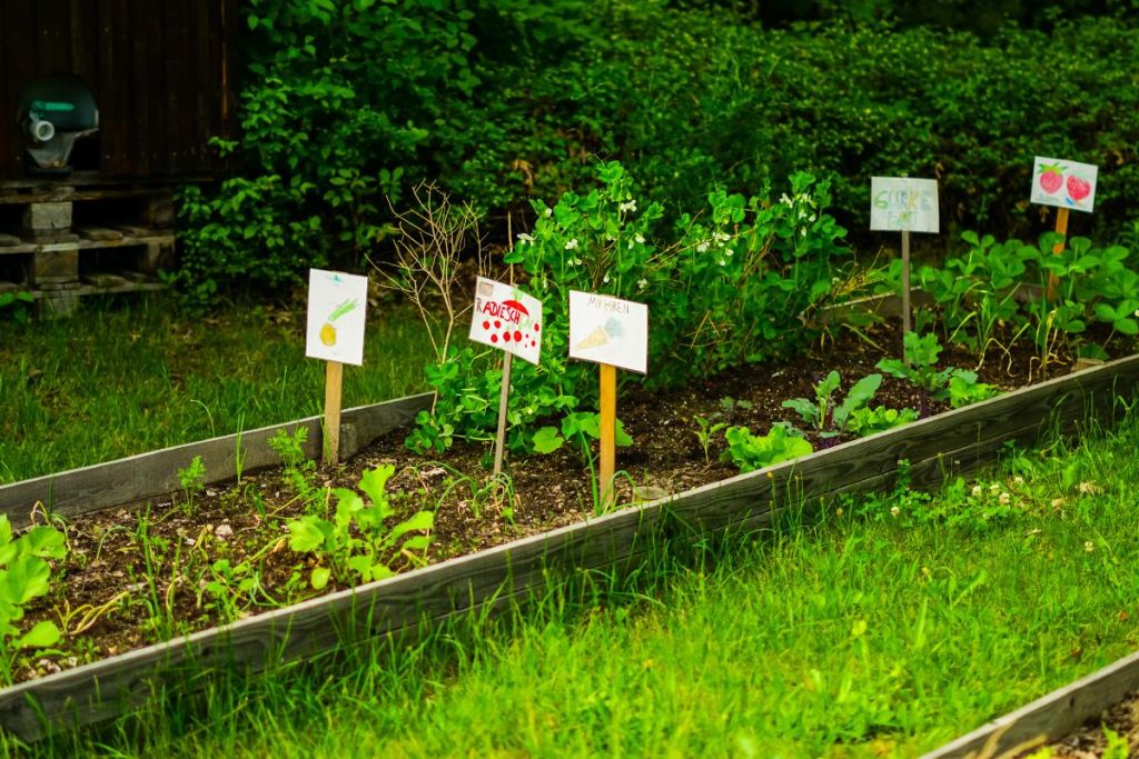 How To Start A School Garden Project A Tutor how-to-start-a-school-garden-project-a-tutor